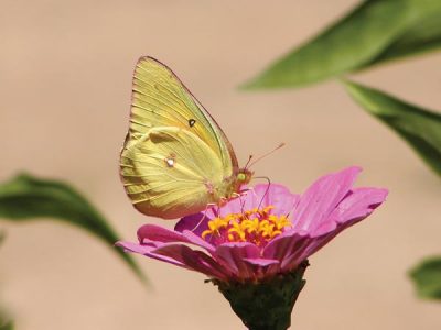 How to Attract Certain Butterfly Species Image